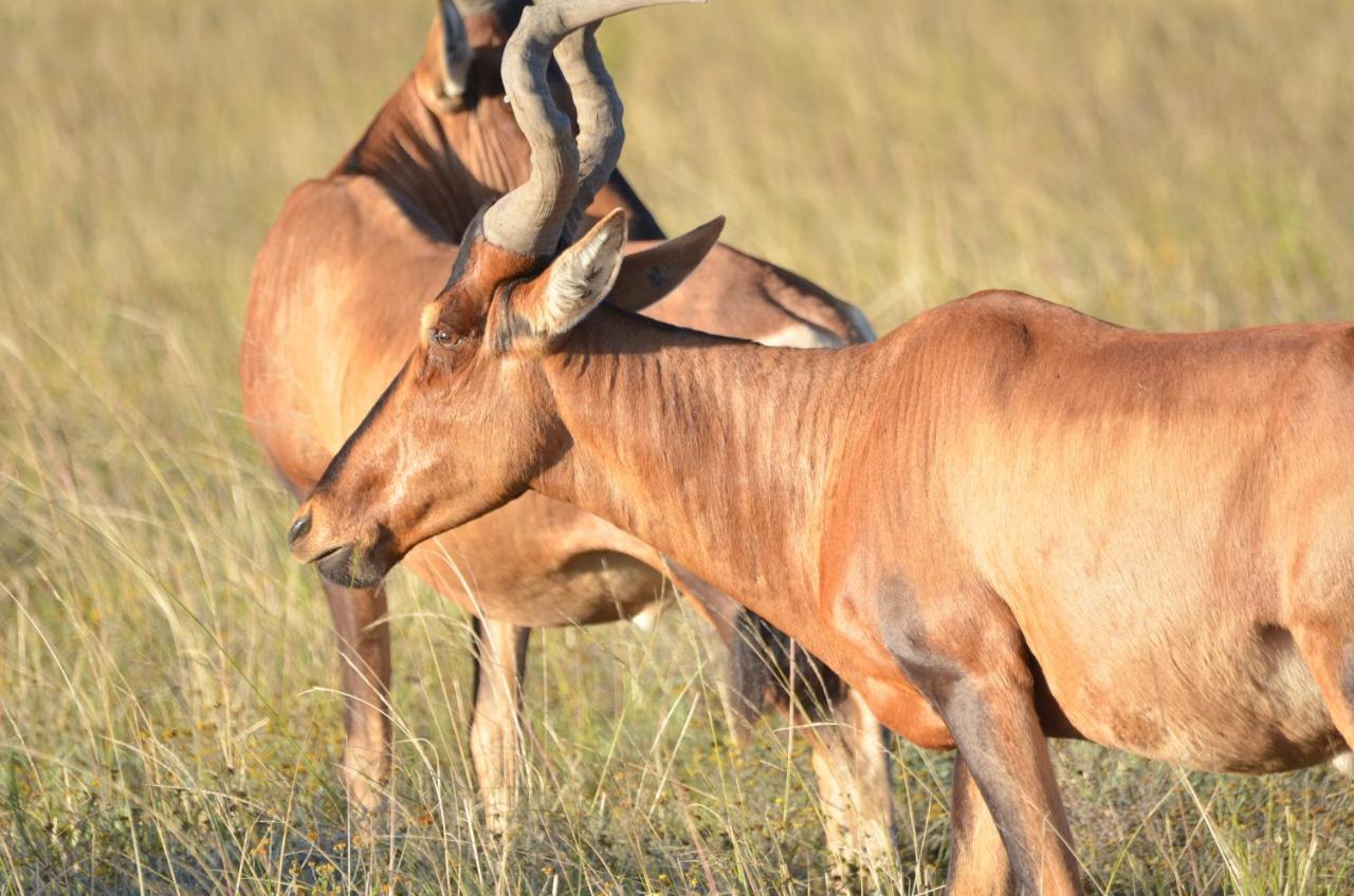 Lalibela Game Reserve Lentaba Safari Lodge Paterson Kültér fotó